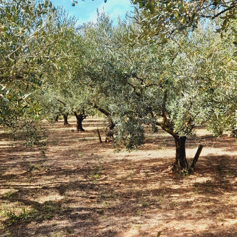 فيلا La Ferme Des Oliviers Solliès-Pont المظهر الخارجي الصورة
